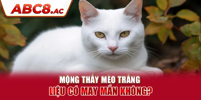 mong-thay-meo-trang-lieu-co-may-man-khong-