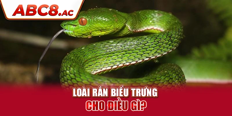 loai-ran-bieu-trung-cho-dieu-gi-